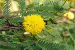 Acacia farnesiana